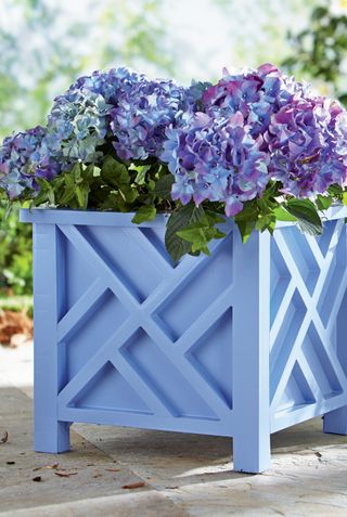 blue painted plant pot with a blue hydrangea