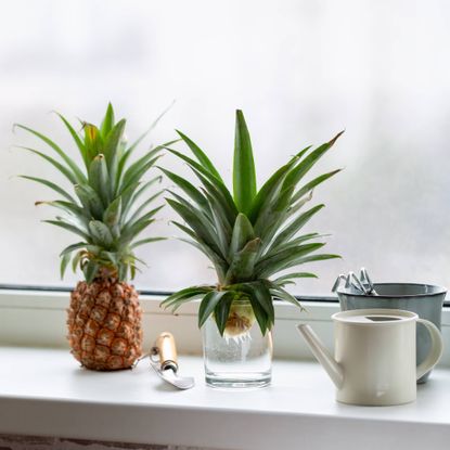How to grow a pineapple top in water