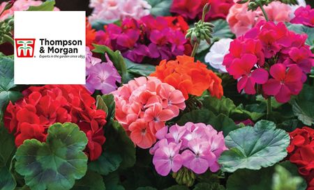 Thompson & Morgan's red purple orange and pink flower bed