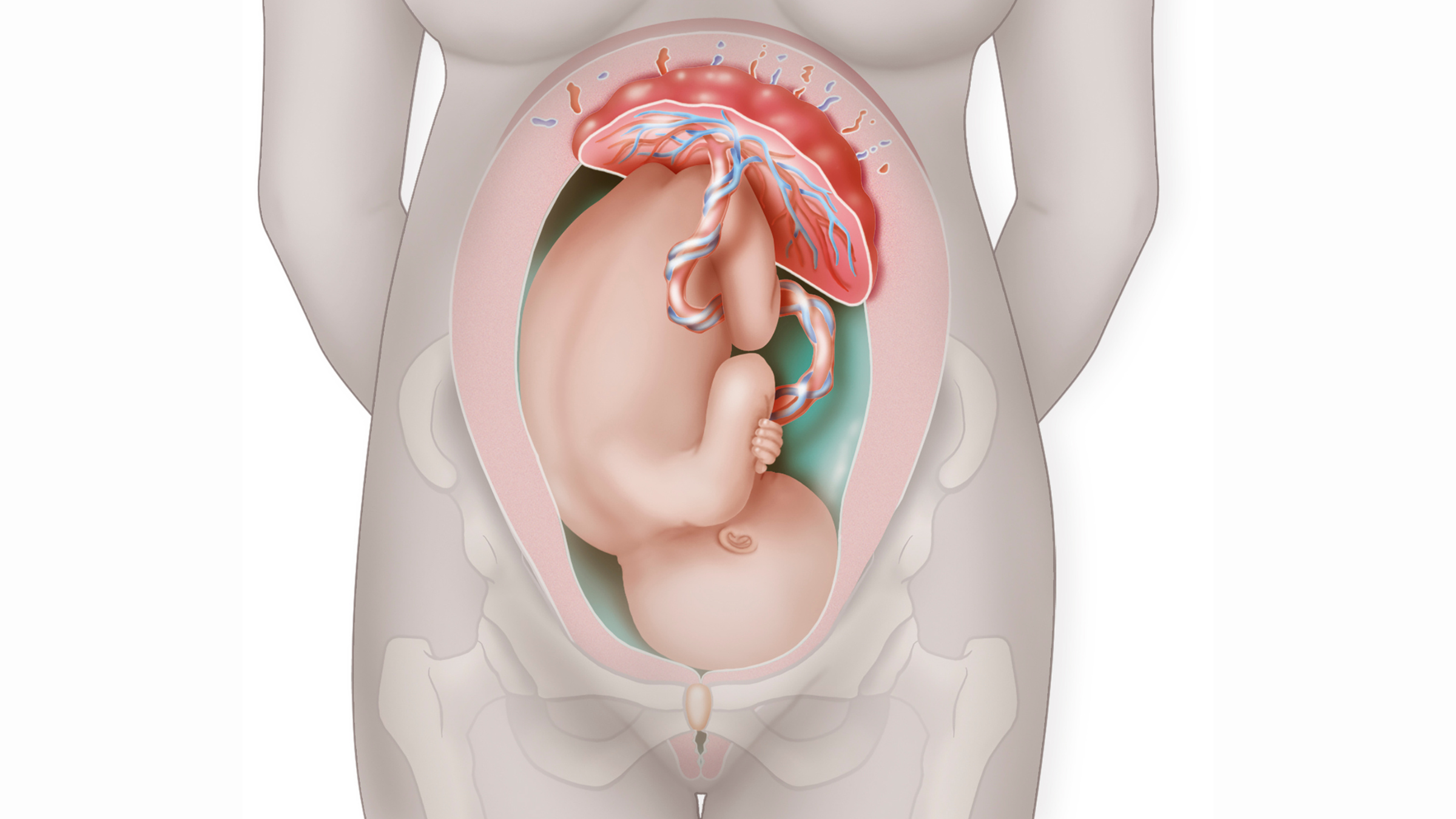 Illustration showing a baby growing inside a pregnant woman's belly. The placenta is clearly visible.