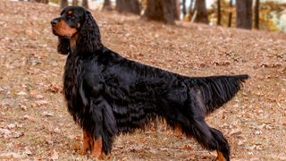 a Gordon setter stands in a confirmation pose in a wooded area