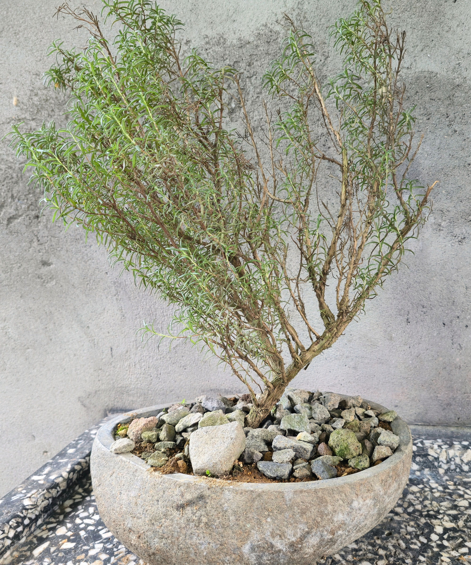 rosemary plant with woody stem in bonsai pot