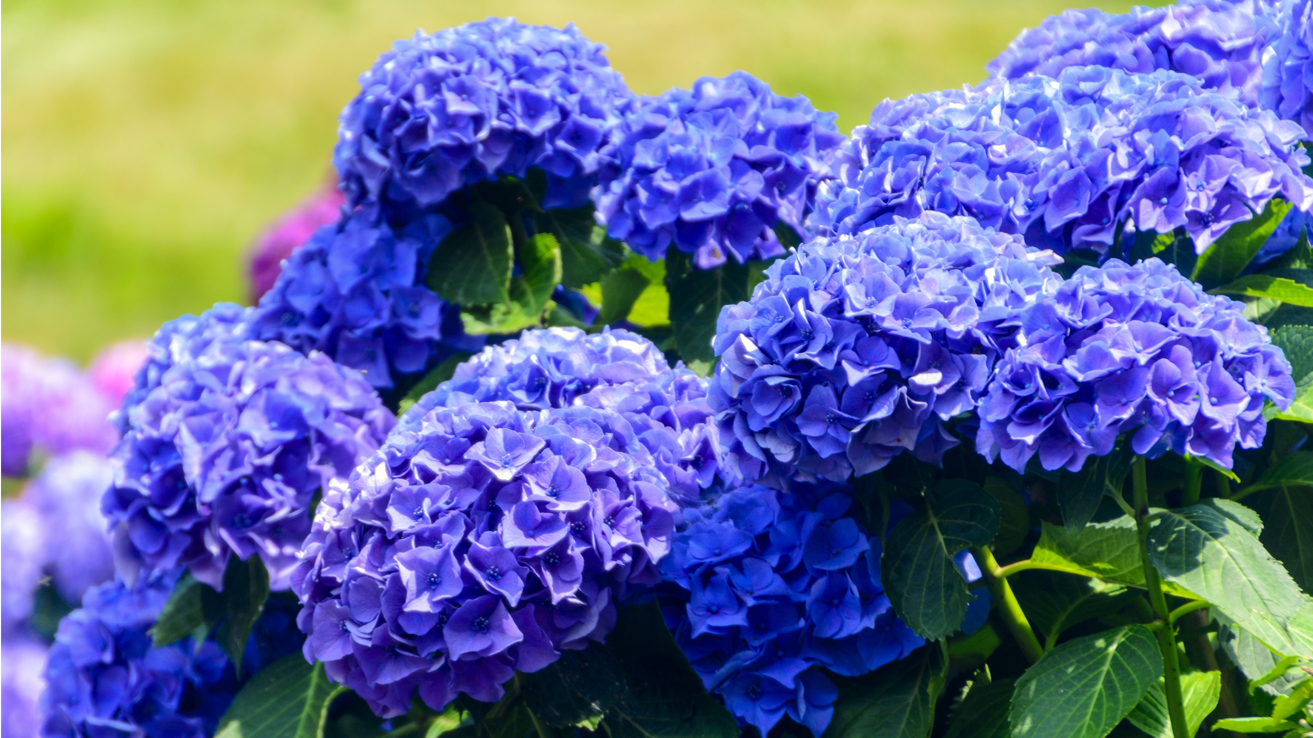 Blue hydrangea flowers