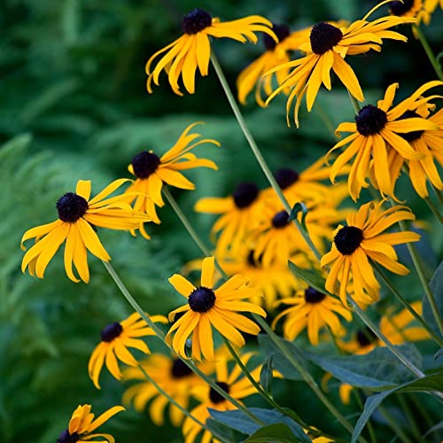 Clovers Garden Black Eyed Susan (rudeckia) Plants &amp;ndash; Two (2) Live Plants &amp;ndash; Non-Gmo - Not Seeds - Each 4" to 8" Tall &amp;ndash; in 4" Inch Pots &amp;ndash; Hardy Flowering Perennial, Pollinator Favorite