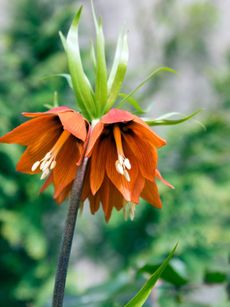 Rust Orange Colored Wildflower Fritillaria Lilies