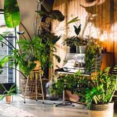 Houseplants in a room with a piano