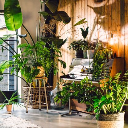 Houseplants in a room with a piano