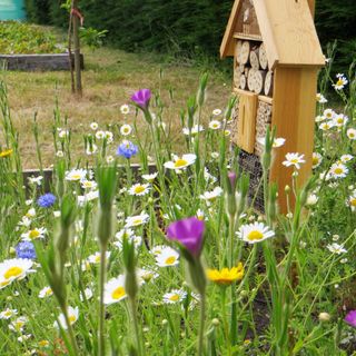 Wildflower patch growing in garden allotment with bug house