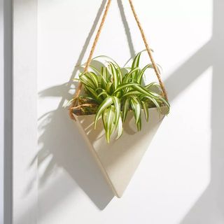 hanging spider plant in triangular pot