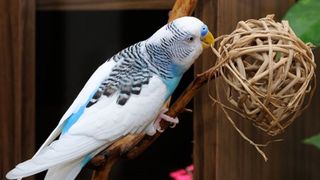 Budgie pecking at a twig ball