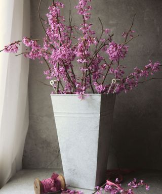 pink redbud tree branches in zinc container
