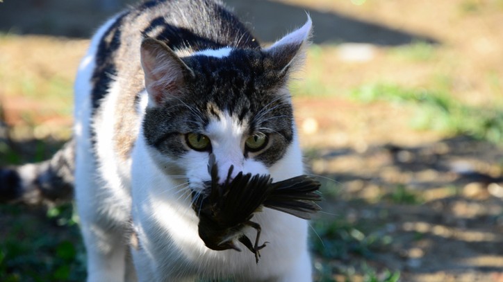 Why does my cat bring me toys and other gifts? | PetsRadar