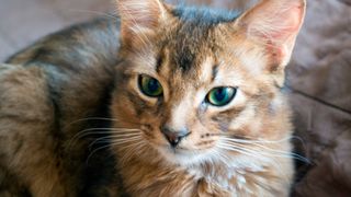 somali cat sitting outside