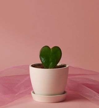 Hoya heart in pink pot on a pink background