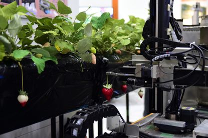 Japan's Utsunomiya University demonstrates a robot that picks ripe strawberries during a demonstration at the annual International Robot Exhibition in Tokyo on December 2, 2015. Some 450 comp