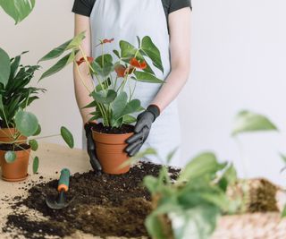 Anthurium potted up