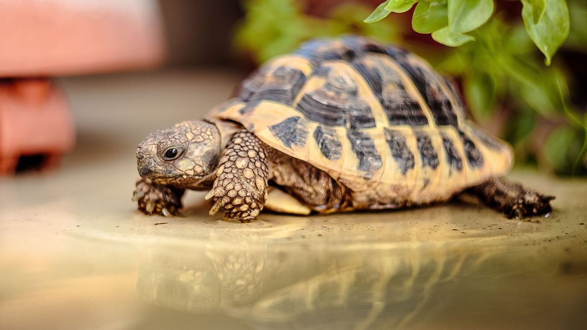 Close up of a turtle, one of the best exotic pets