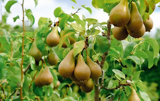 A Pear tree in the English Countryside