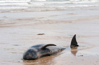 Pilot whale stranded in Ireland.