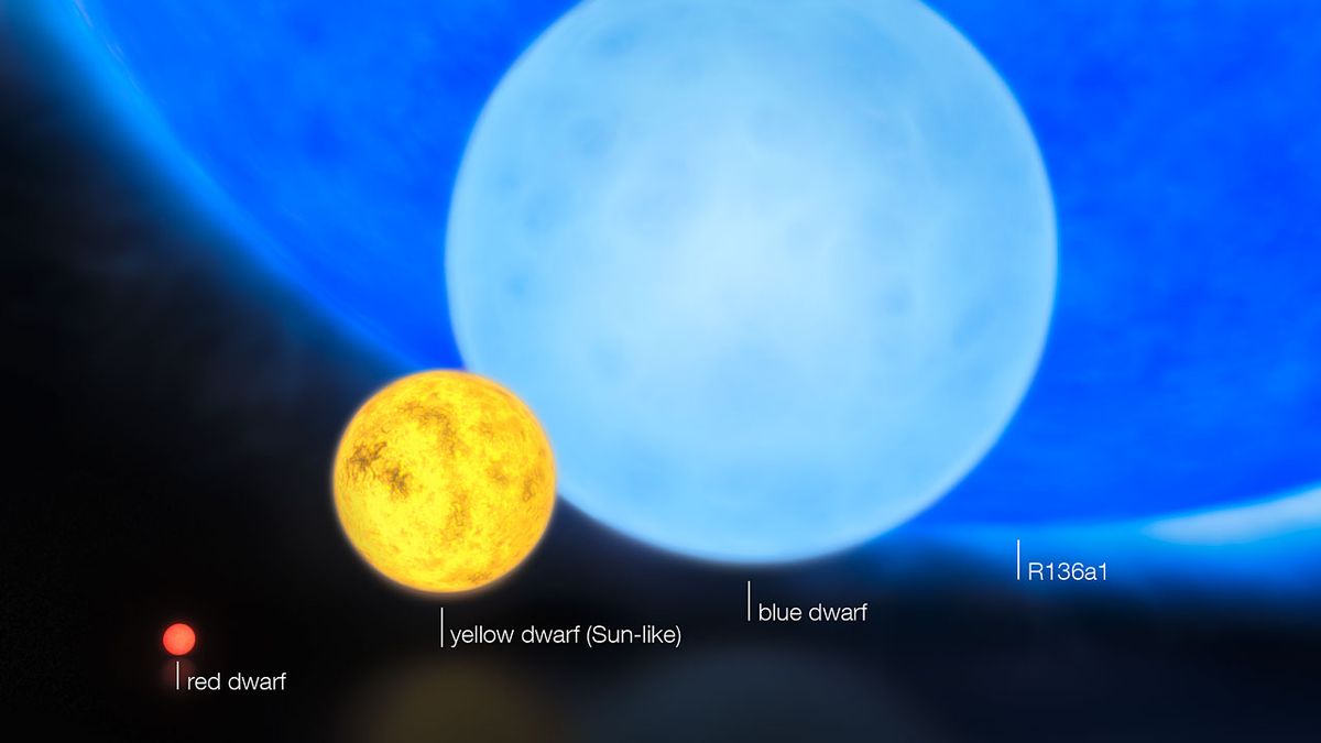 This artist&#039;s impression shows the relative sizes of young stars, from the smallest &quot;red dwarfs&quot;, weighing in at about 0.1 solar masses, through to the 300 solar mass star named R136a1. 