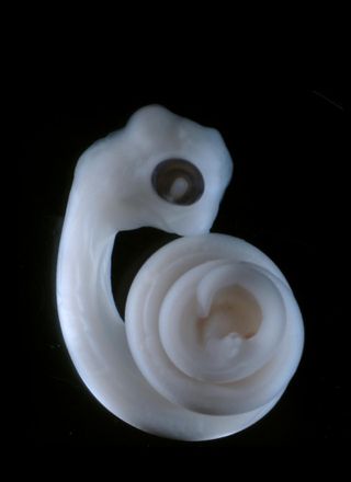 Python embryo