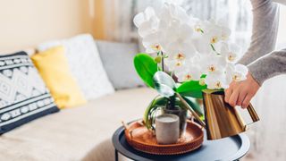 Picture of woman watering her white orchid