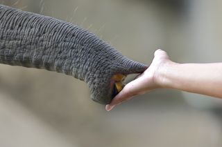 Elephant trunk grabbing food.
