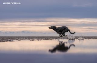 A wet dog runs across the beach, reflected in the water