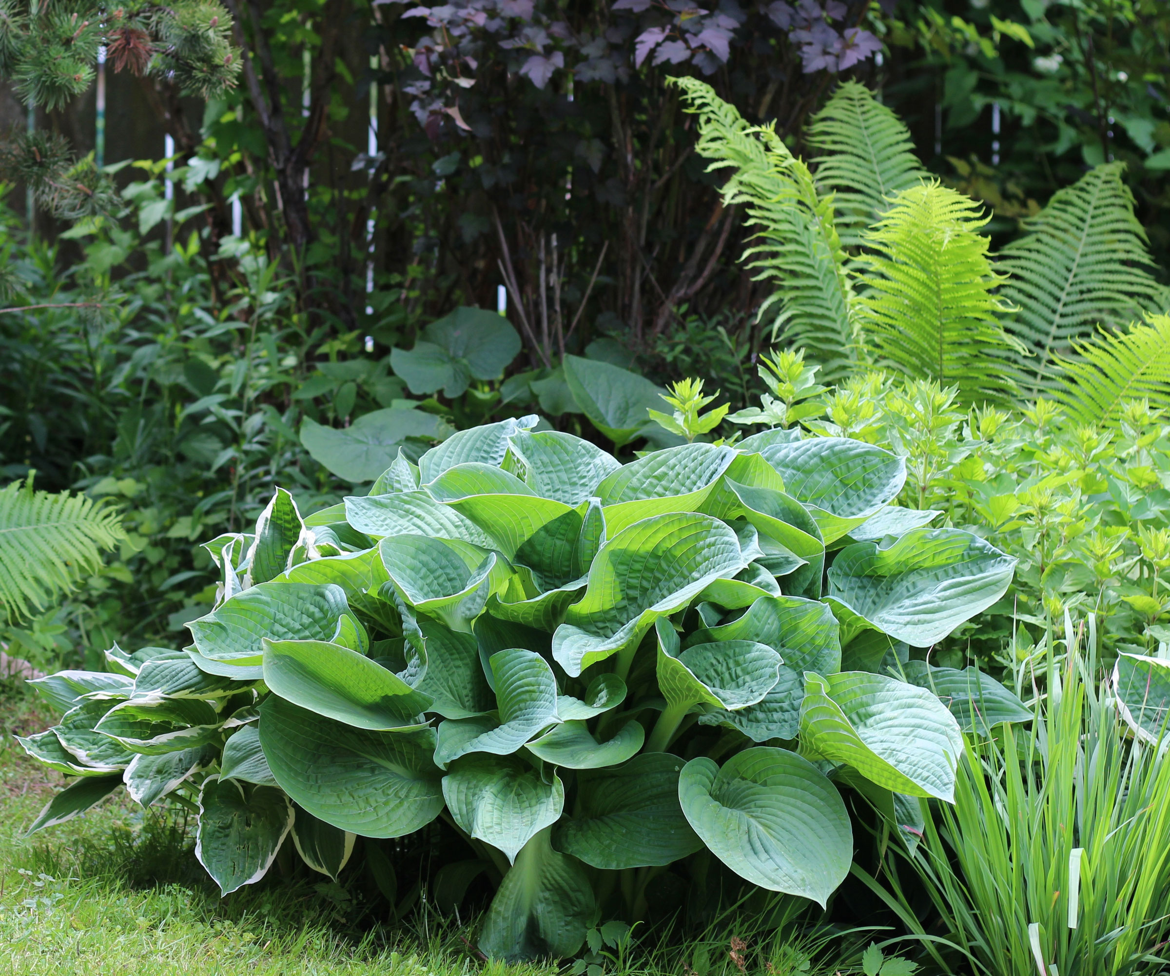 shady garden with hostas and ferns