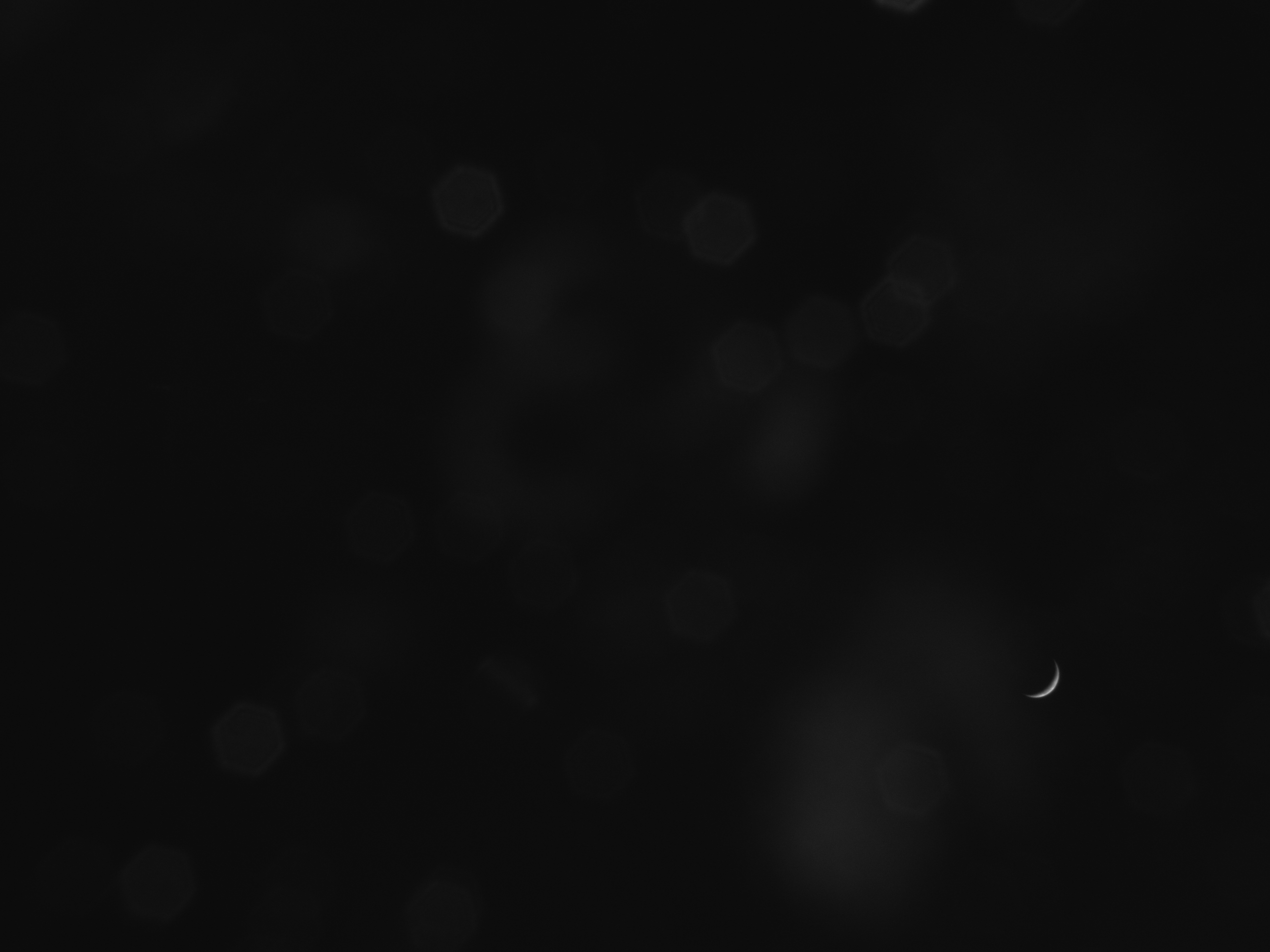 an all black image with a faint crescent moon near the bottom right corner.