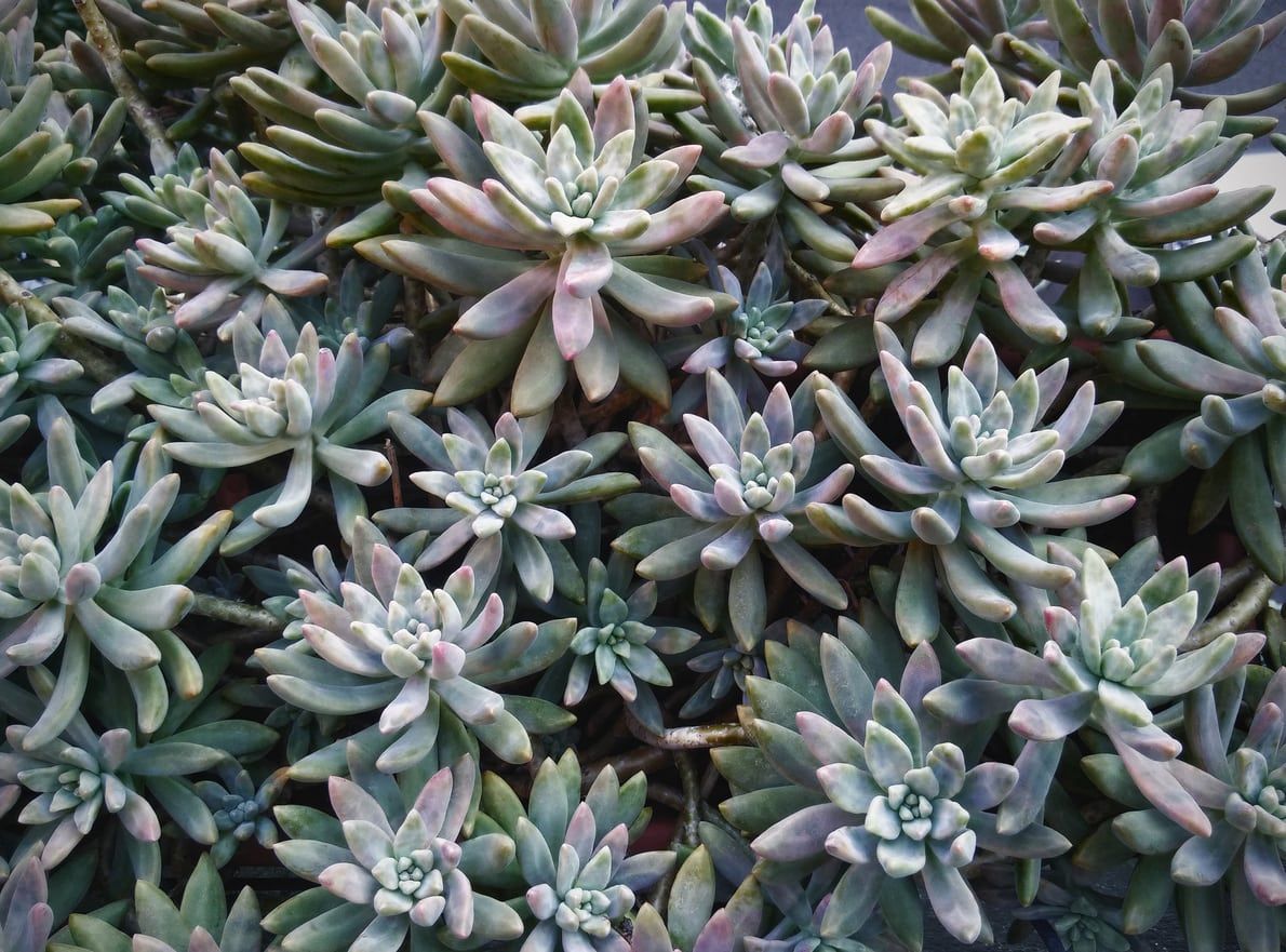 Pachyveria Little Jewel Succulent