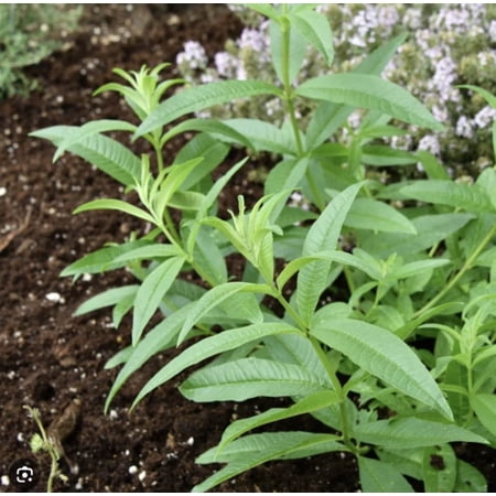 Lemon Verbena Plant | Culinary Herb | Fragrant Lemon Herb | 3.5 Inch Pot Certified Organic