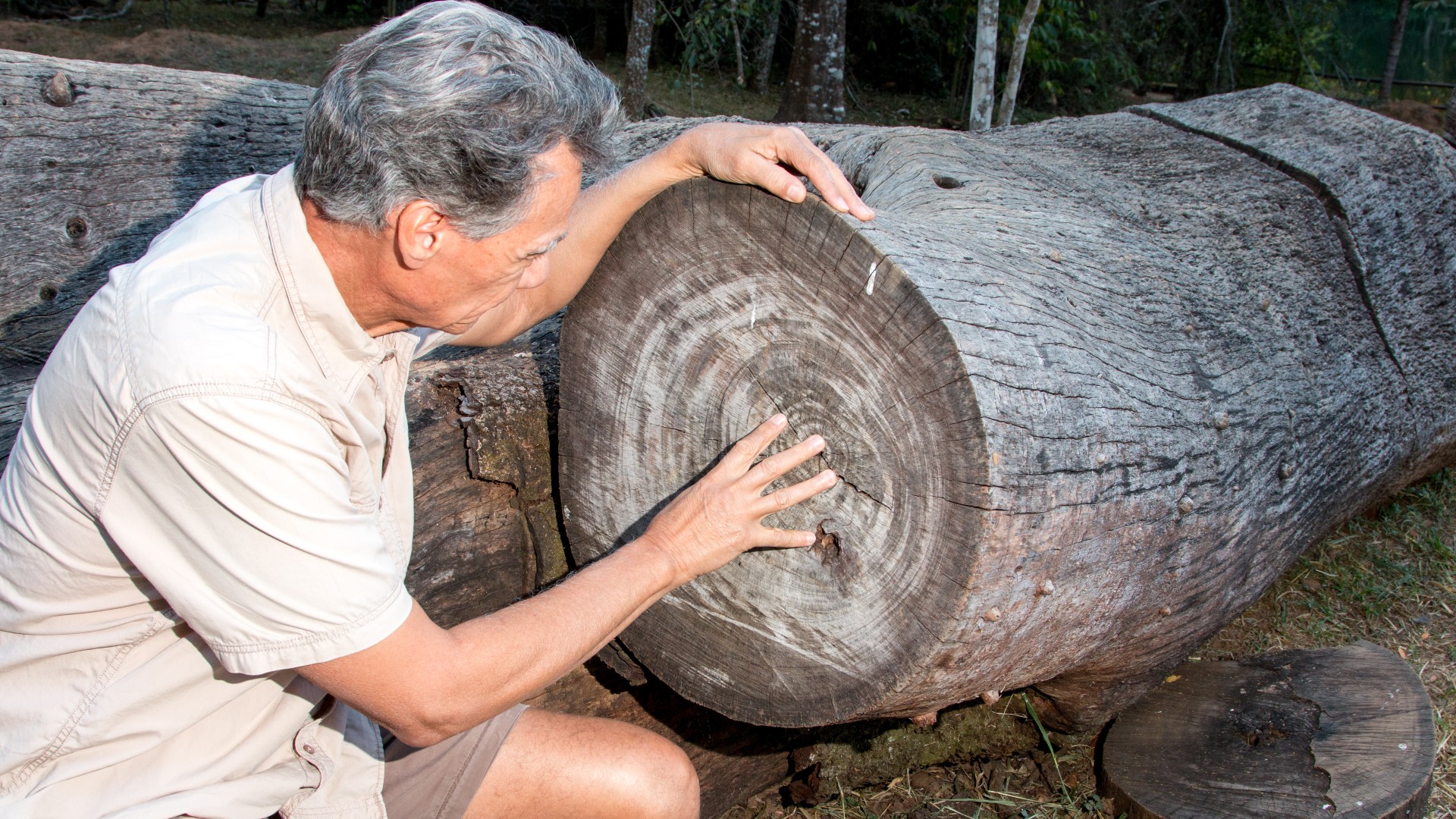 Hier sehen wir einen Mann, der die Jahresringe eines gefällten Baumes inspiziert, um herauszufinden, wie alt der Baum ist.