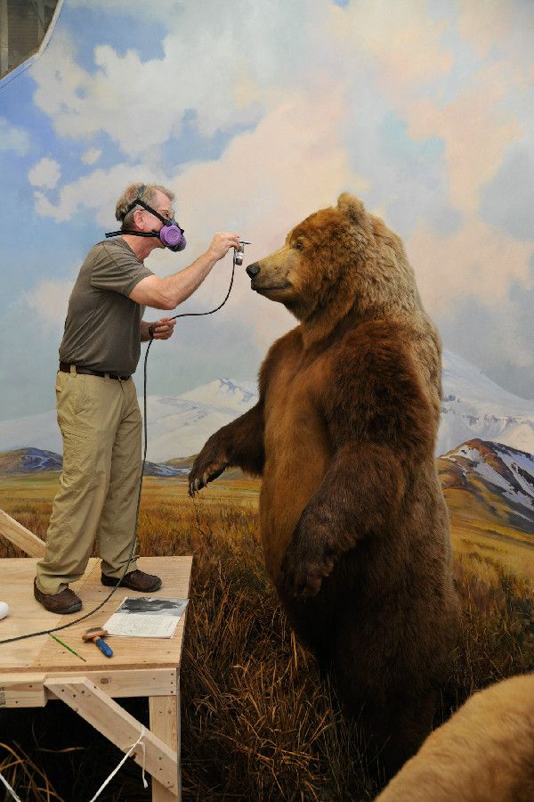 conservation, theodore roosevelt, american museum of natural history