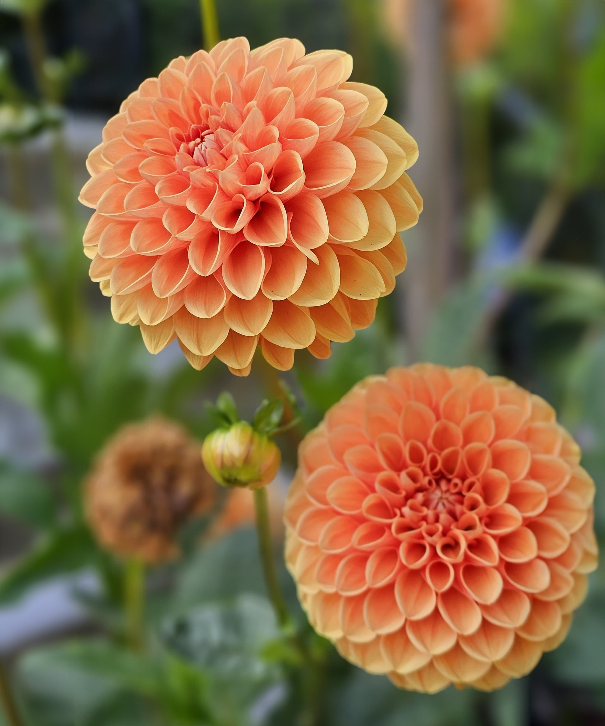 Dahlia Intrigue flowers