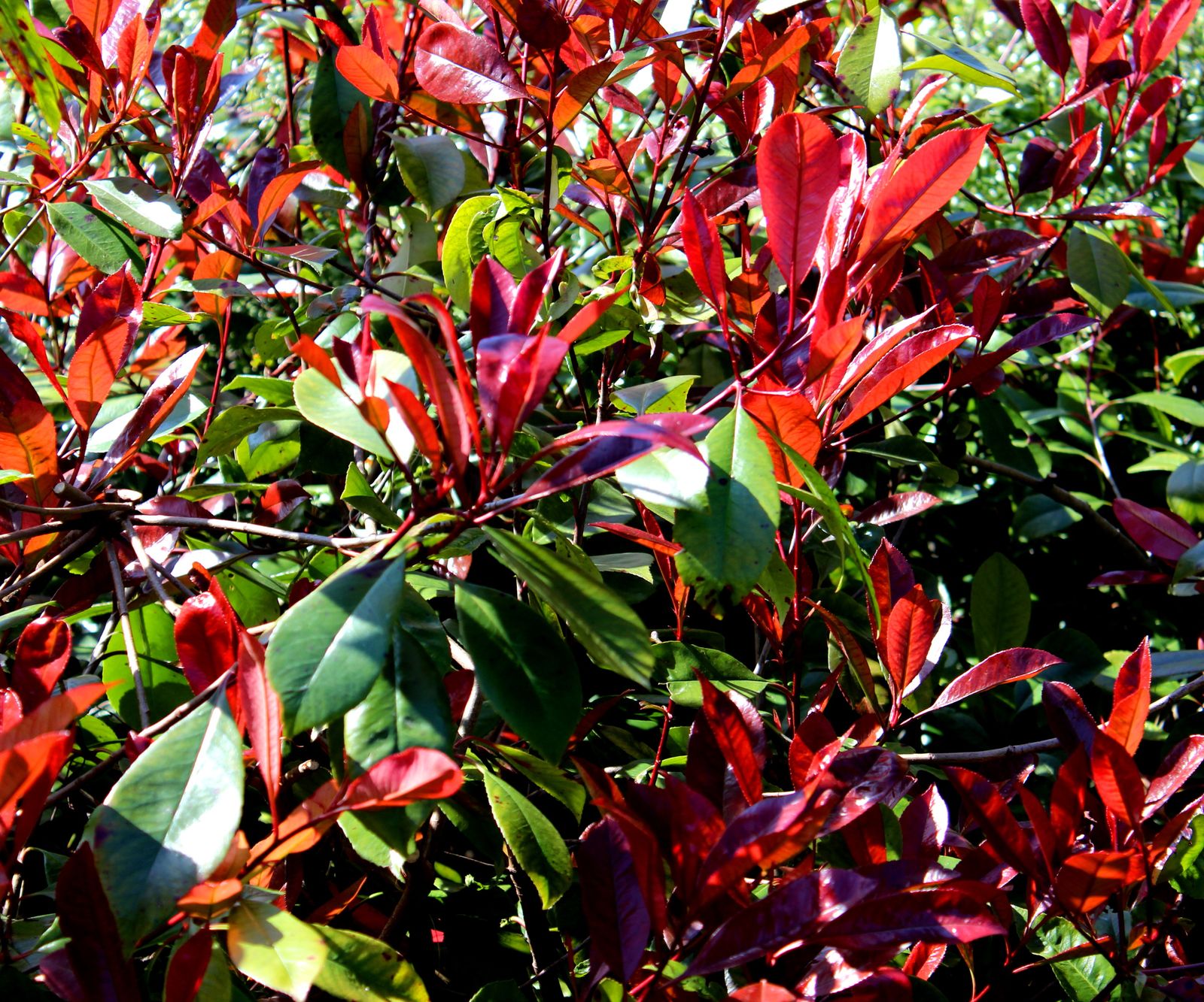 Plants for fall color 5 top picks for your borders Homes & Gardens