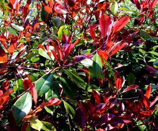 Photinia with red and green waxy leaves