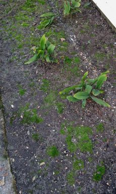 Moss Growing On Pavement