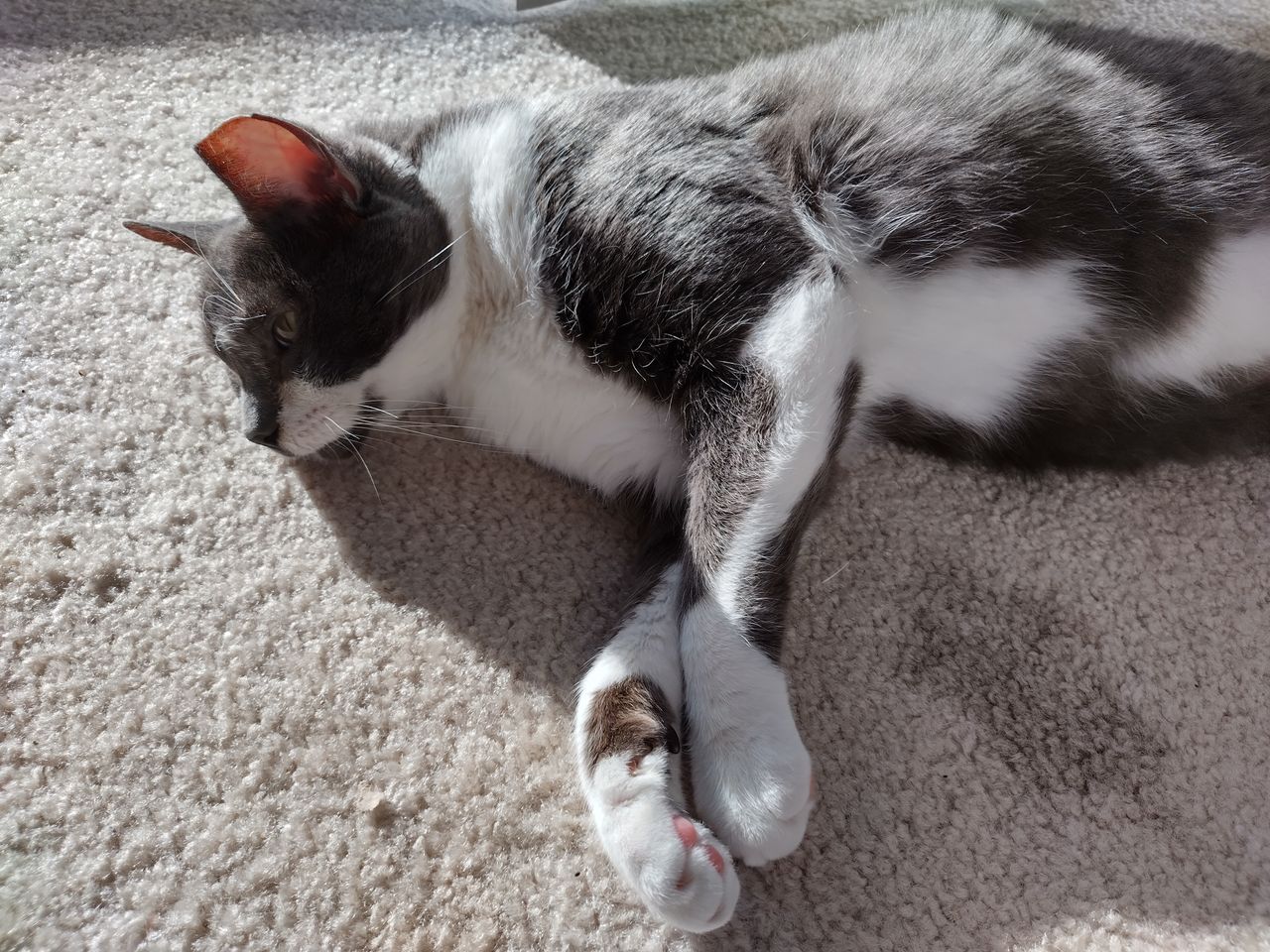Nokia X100 camera sample