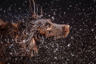 Home photography ideas: Soggy doggy portraits!