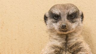 a meerkat standing against a stone colored wall looking angry at the camera