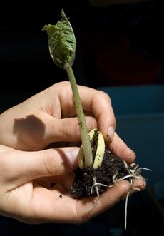 Uprooted Sprouting Seed