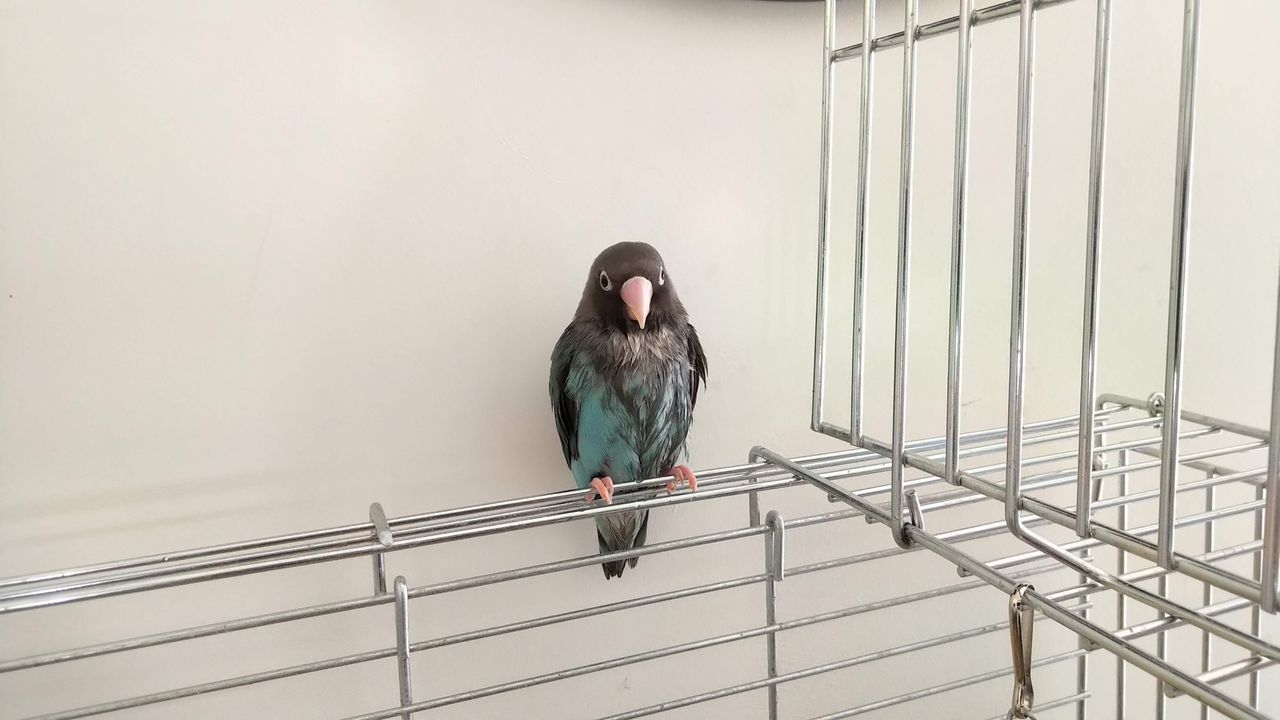 Good detail in the feathers but considering there was a lot of natural light available, the white wall is darker than it should be and almost greenish in places.