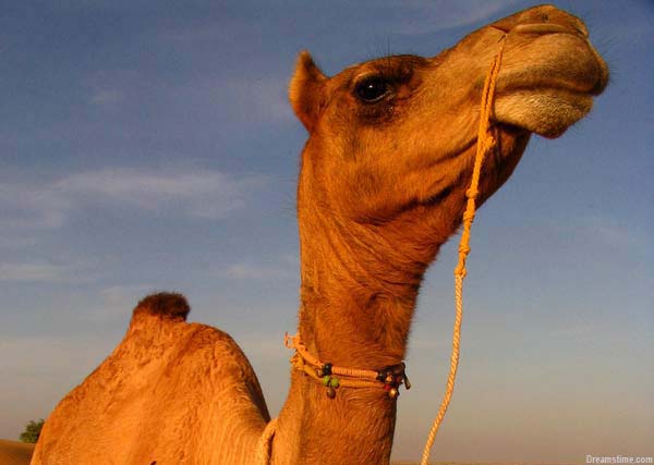 What Do Camels Eat In The Desert Live Science