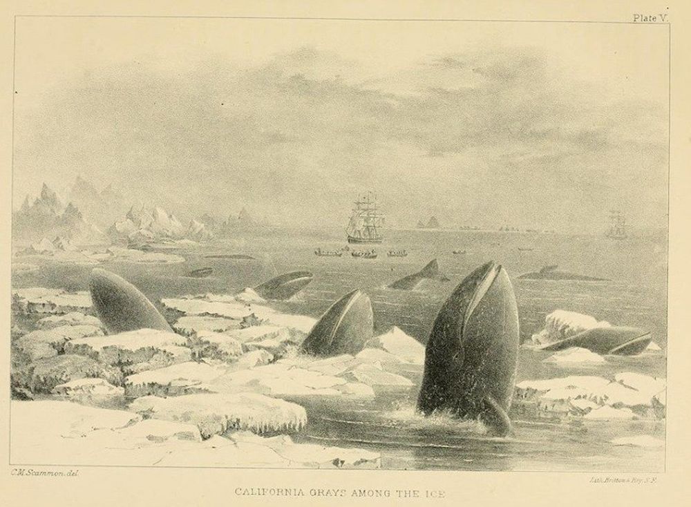 1874 illustration of California gray whales