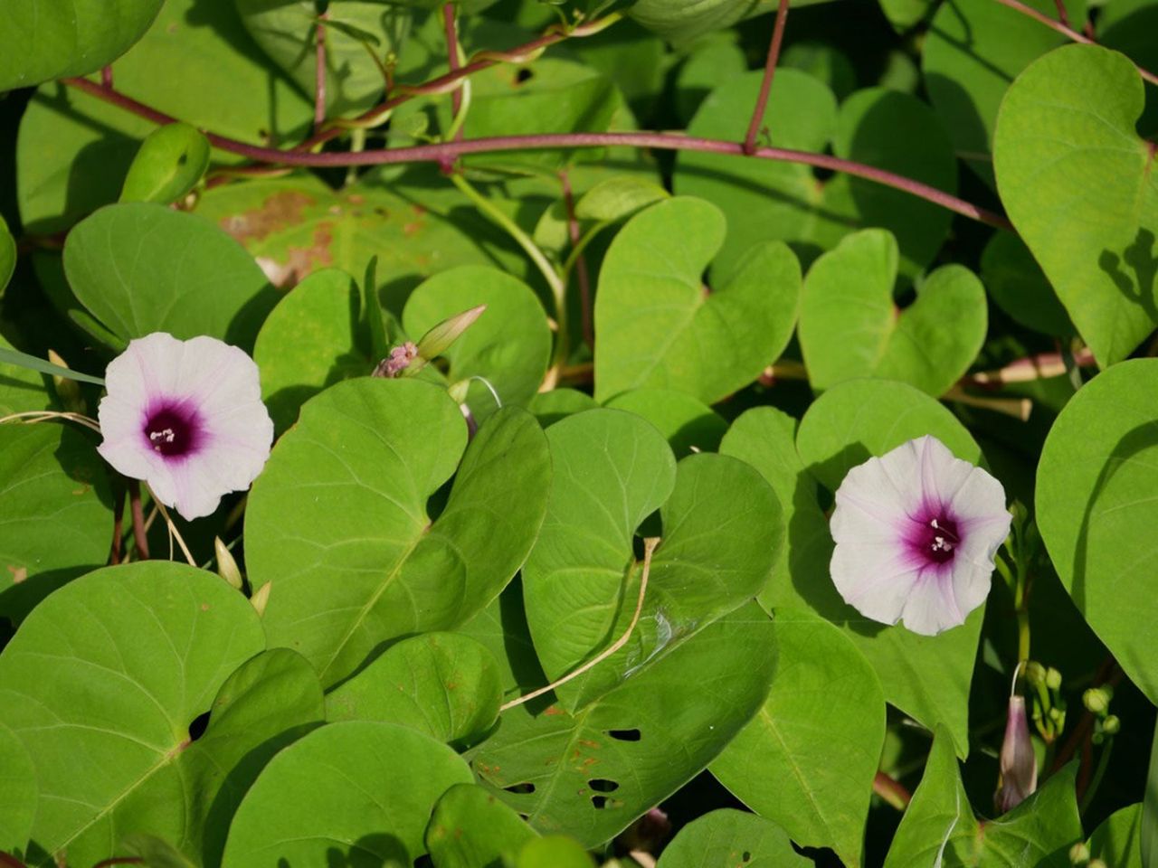 Morning Glory Vines