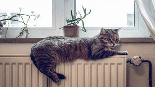 cat lying on radiator
