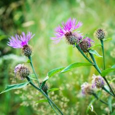thistles in a garden - Adrian Micula / 500px - GettyImages-1362935178