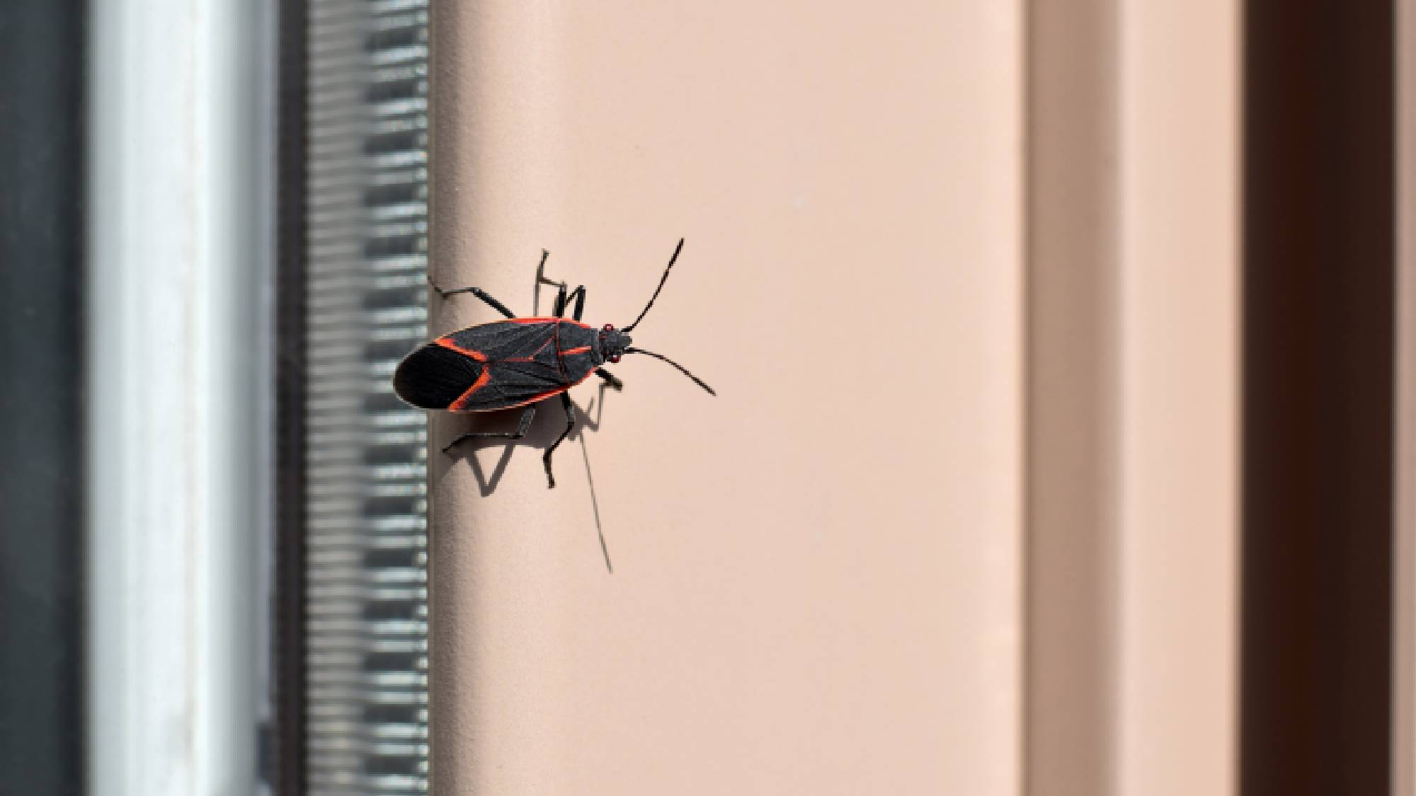 Single boxelder bug crawling on exterior home siding near a window screen