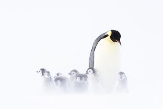 emperor penguins